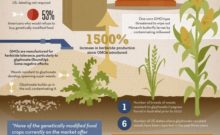 GMO Infographic